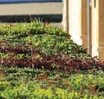 green roof