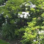 sm land des - rhodies