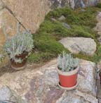 sm land des - rock garden